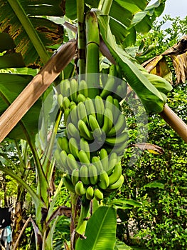 banana plants bear fruit in the garden