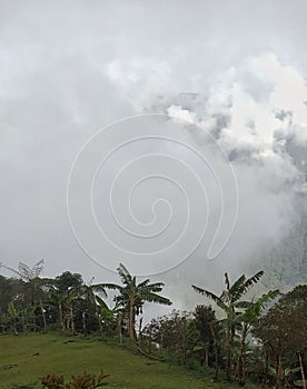 Banana plants on a cloudy day in a mountainous area