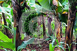 Banana plants in a farm