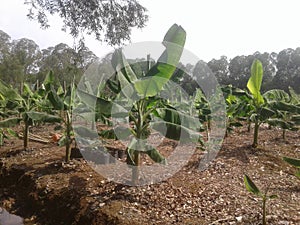 Banana plants in the garden