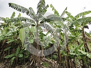 Banana plants growing on trees in plantation, northern NSW Australia