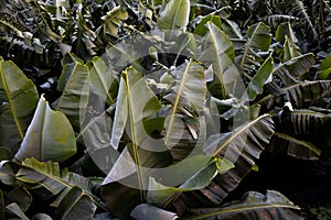 banana plants leafes background