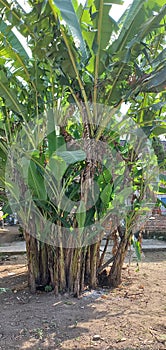 Banana Plants Thrive in Tropical Region