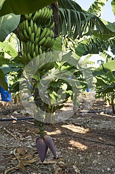 Banana Pod from tree