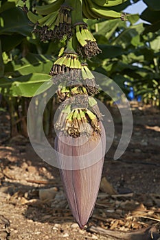 Banana Pod on tree