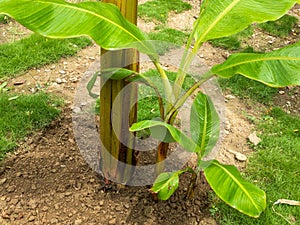 Banana pups, suckers or offshoots closeup view