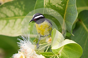 Banana Quit (Coereba flaveola) Perched on a Wax Apple (Syzygium samarangense) Tree in Flower. Grenada, Eastern Caribbean.