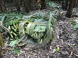 Banana ready to be shipped,agriculture, business.