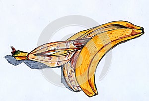 Banana rind sketch photo