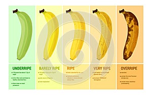 Banana Ripeness Compositions Set