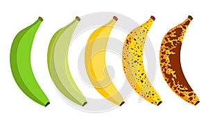 Banana ripeness fruit illustration green mature bad food. Banana ripe vector icon