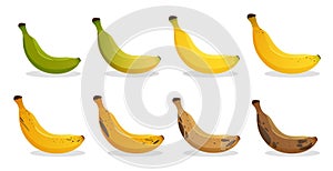 Banana ripeness stages. Different organic fruit peel color from green to brown, organic rotten and fresh ripe fruit. Vegetarian