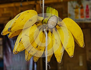 Banana for sale in Innwa, Myanmar