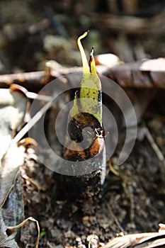 Banana saplings