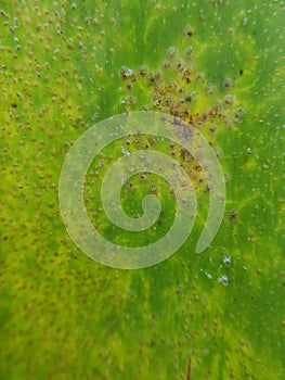 BANANA SCALE INSECT