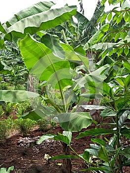 banana and secondary crop plantations