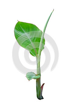 A banana seedling that barely has two to three light green leaves and isolate from a white background.