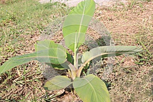 banana seedling on farm for sell