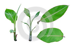 Banana seedlings and young green leaves isolate white background