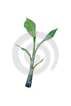 Banana seedlings and young green leaves isolate white background