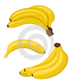 Banana set. Bunches of fresh banana fruits and single banana isolated on white background, collection of vector