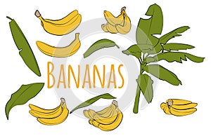 Banana set. Banana palm tree collection. Vector design isolated elements on the white background.