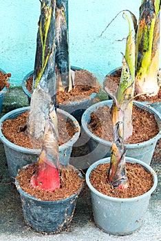 Banana shoot grow on pot