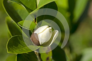 Banana shrub, Dwarf chempaka