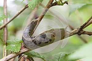 Banana slug