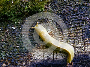 Banana slug