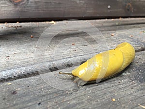 Banana slug