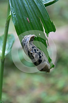 Banana Slug Eating Leaf photo