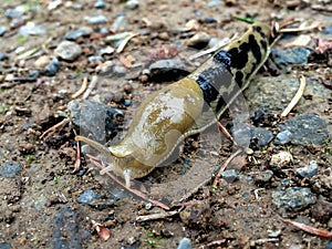 Banana Slug - Ariolimax columbianus