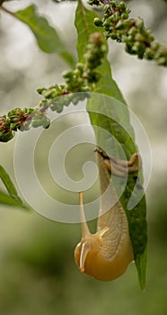 Banana Slug Begins To Turn Around While Hanging On Green Leaf