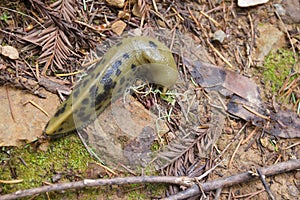 Banana Slug - California