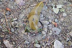 Banana Slug - California