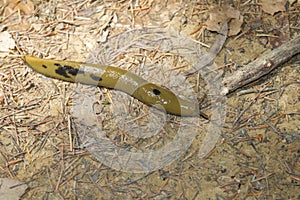 Banana Slug - California