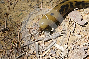 Banana Slug - California