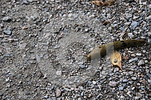 A banana slug crawling on a fine gravel trail