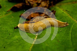 Banana Slug Crawls Across Giant Green Leaf