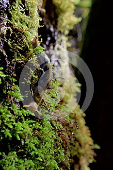 Banana slug crawls on moss covered tree trunk in rain forest of Vancouver Island