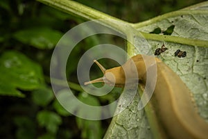 Banana Slug Crawls To The Edge Of Large Leaf And Looks Over The Edge