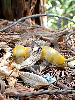 Banana Slug Eating a Mushroom