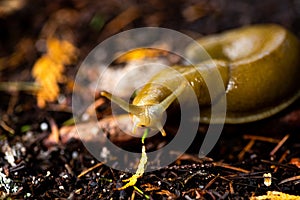 Banana slug eating a pine needle