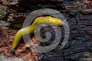 Banana Slug on a fallen redwood tree