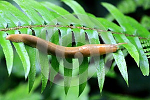 Banana Slug on a Fern Leaf