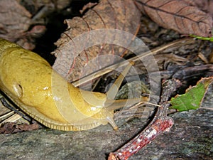 Banana Slug Foraging