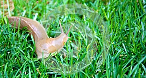 Banana slug on grass