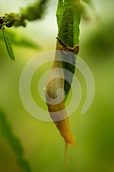 Banana Slug Hangs from Green Leaf in Redwood National Park