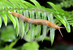 Banana Slug Redwood Forest California